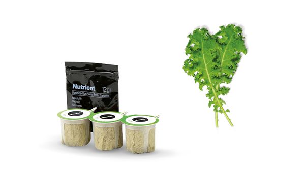 Couve Kale Curled Green MSGZS016 MSGZS016-1